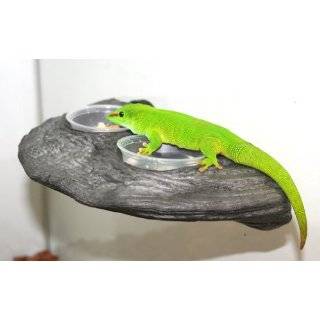  Magnaturals Gecko Ledge Earth   Magnetic Decor Explore 