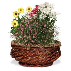  AeroGarden 970350 0100 Centerpiece Basket for 3 Patio 