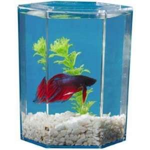    Kol Betta Tank 1Pint Plus Clear Desk Top Aquarium