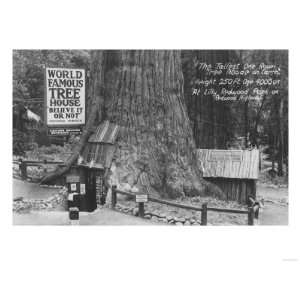  Lilly Redwood Park Tree House California Photograph 