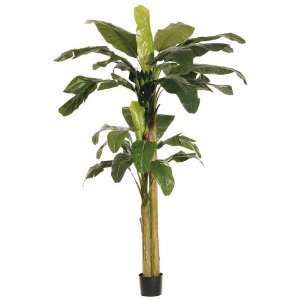 Banana Tree X2 in Round Pot Green (Pack of 2)