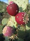 Opuntia ficus indica nopal edible cactus nopalea juice nopalina seed 