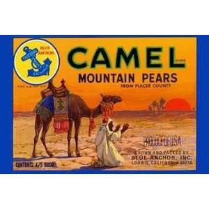  Camel Mountain Pears   12x18 Framed Print in Gold Frame 