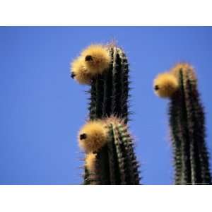 Close up of Faces of Cacti (Cactus) Plants, Sonora Desert, Mexico 