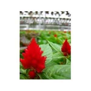  Todds Seeds   Flower Seeds   Celosia Forest Fire Scarlet 