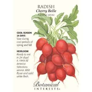  Cherry Belle Radish Seeds   6 grams   Botanical Interests 