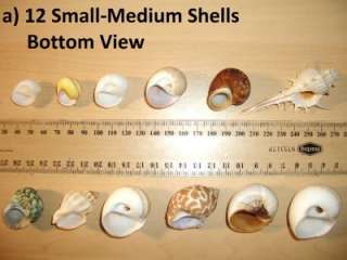 HERMIT CRAB shells &accessory, 100% natural & beautiful  