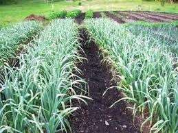 California White Garlic Seed Bulbs Ready for Planting Second Oder 
