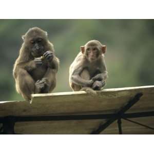 Rhesus Monkeys at Concession Area, Baiyun Cavern, Pingxiang Stretched 