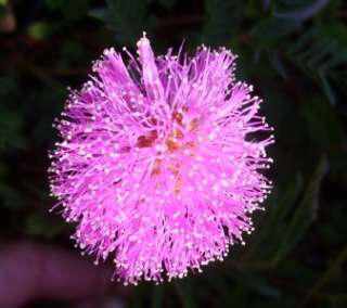 Sunshine Mimosa Sensitive Ground Cover Plant Pink Flowers  