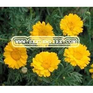  DAISY GARLAND Chrysanthemum Coronarium     500,000 Flower 