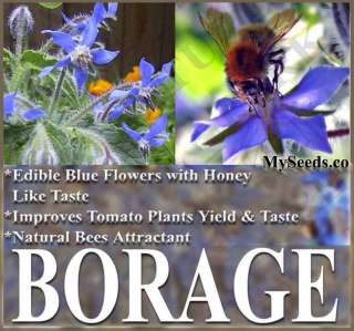 100 Borage EDIBLE Blue Flower Seeds ~ Improve Tomato Taste INCREASE 