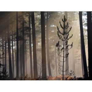  Pine Sapling in a Misty Pine Forest, New Forest, Hampshire 