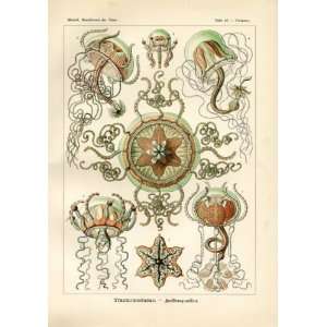 Ernst Haeckel 1904   Trachomedusae   Artforms of Nature Kunstformen 