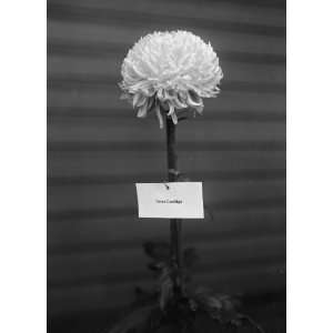  1924 photo [Grace] Coolidge, [¿] chrysanthemum show