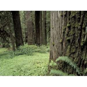  Old Growth Forest, Quinault River Valley, Olympic National 