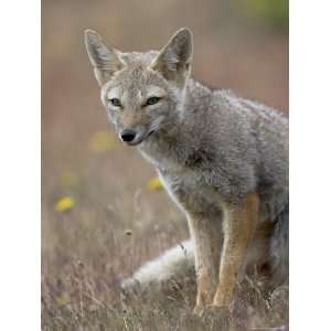  Gray Fox (Patagonian Fox) (Pseudalopex Griseus), Torres 