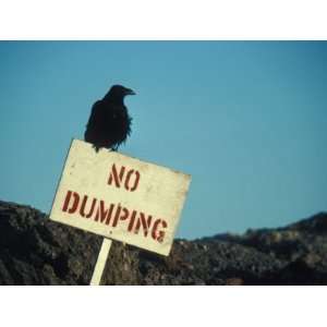  Northern, Common Raven, Corvus Corax, on a Sign at the 