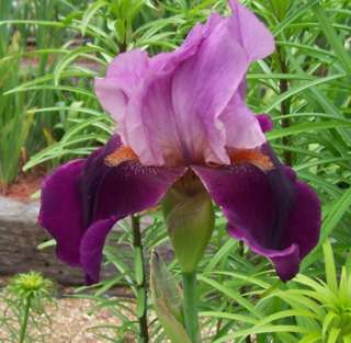 Bearded Iris~Camelot Rose~Rebloomer~Historical~Hardy Perennial~Zones 