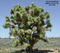 JOSHUA TREE Yucca Brevifolia Frost/Heat/Drought Hardy  