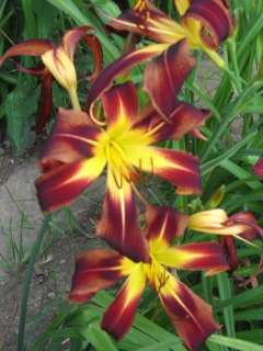 see a lot of information on germinating daylily seed some methods 