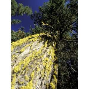  Lichen Covered Douglas Fir at Little Eight Mile Lake 