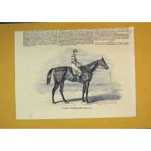   Horse Sweetmeet Winner Doncaster Plate Jocky Print
