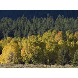 Aspen Fall Colors near Mammoth Lakes in the Eastern Sierra Mountains 