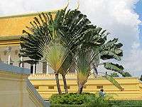 Travellers Palm ( Ravenala Madagascariensis) 20 Seeds  