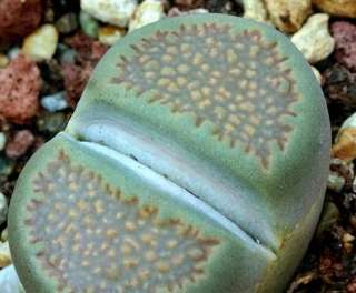 lithops is a genus of succulent plants in the ice plant family 