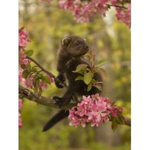  Fisher, Martes Pennanti, Juvenile in a Flowering Tree 