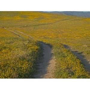 Road Through California Poppies, Antelope Valley 