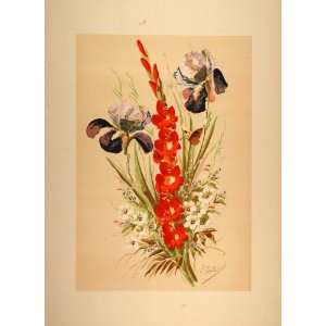 1880 Chromolithograph Flowers Red Gladiola Poppy Iris 