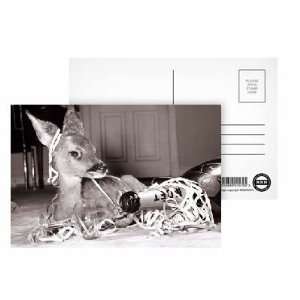  Kiss Kiss the baby deer   Postcard (Pack of 8)   6x4 inch 