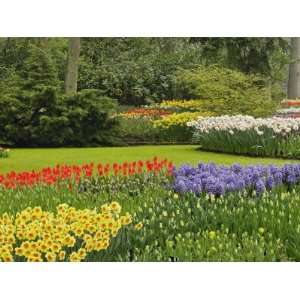 Tulips and daffodils, Keukenhof Gardens, Lisse, Netherlands 