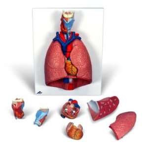  Lung and Larynx 7 Part 3D Model#AW G15 
