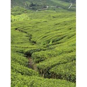  Tea Plantation, Cameron Highlands, Perak, Malaysia 