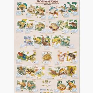  Safaris Laminated Frogs And Toads Poster