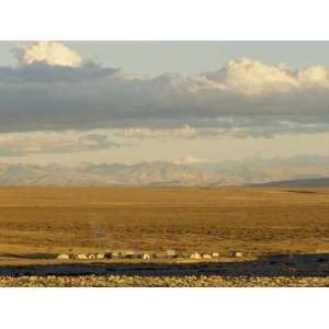 Camp of Pilgrims En Route to Mount Kailas (Kailash), Western (Ali 