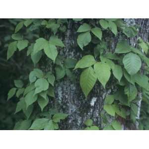 Poison Ivy Growing Up a Tree Trunk, Toxicodendron Radicans, North 