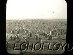C1910 REAL PHOTO GLASS SLIDE PENGUINS DASSEN ISLAND CAPE TOWN SOUTH 