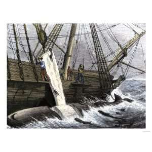  Whalers Removing Blubber from a Dead Whale Giclee Poster 