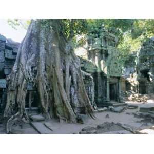  Tree Roots Growing Over Ruins at Archaeological Site 