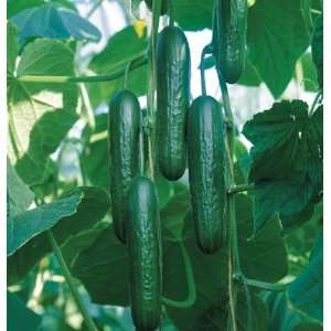Davids Seedless Organic Hybrid Cucumber Socrates 8 Seeds per Packet