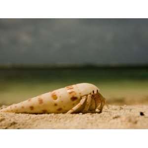  Hermit Crab in an Auger Shell, on a Beach Photographic 