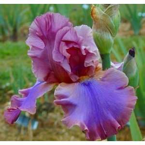  Cantina Tall Bearded German Iris 1 Rhizome   REBLOOMER 