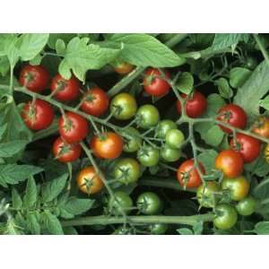  Cherry Tomatoes, super Sweet 100 Variety, Green, Ripe 